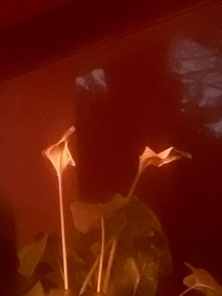 Peace lily flowers against a red backdrop