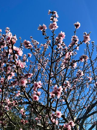 A blooming cherry blossom tree set against a blue sky