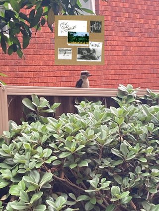 A cockatoo perched on a fence - Twine's New Old Hose album cover is photoshopped on the top of the image
