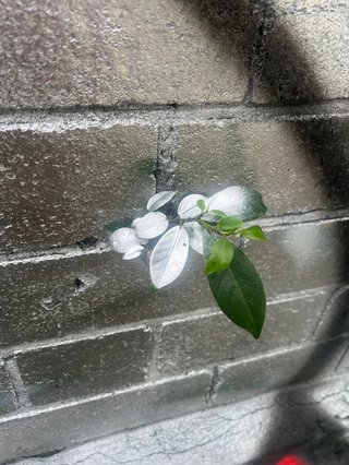 a plant growing out of a brick wall with its leaves illuminated by the sun
