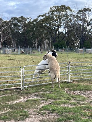 A sheep and a goat facing each other over a fence in a paddock