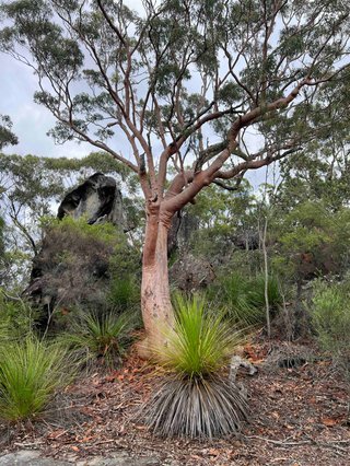 A single tree in the central coast bushland