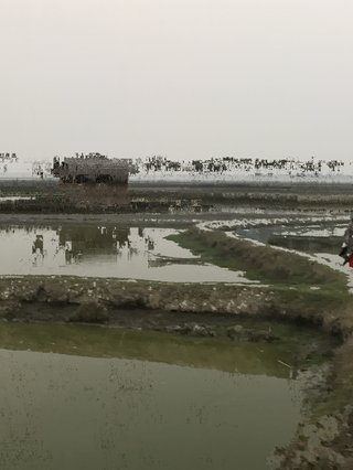 An photo of riverbanks and rice fields in Bangladesh with glitches and edits to slightly change the texture and feeling of the image