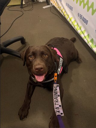 A chocolate labrador in a bright pink assistance dog vest and purple collar and lead lays on the floor in the fbi studio. An fbi radio backdrop is to her left. Her tongue is out and she is relaxed.