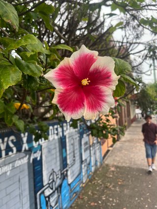 a photo of a pink and white flower is in the centre of the frame. you can see a graffiti wall to the left and pavement on the right. there is a figure walking on the pavement out of focus.