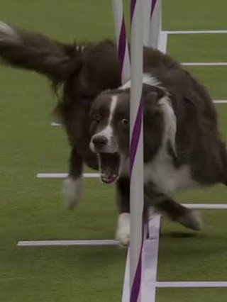 a dog amidst an agility course