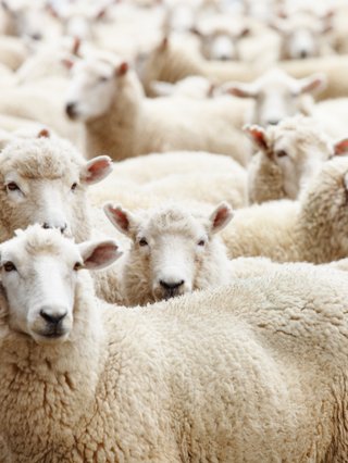 A herd of sheep facing camera.