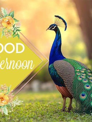 A tacky greeting card type image of a peacock in a field. The text 'afternoon' is in a diamond graphic on the left of the image