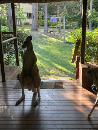 A Kangaroo on a porch with a yard in the background