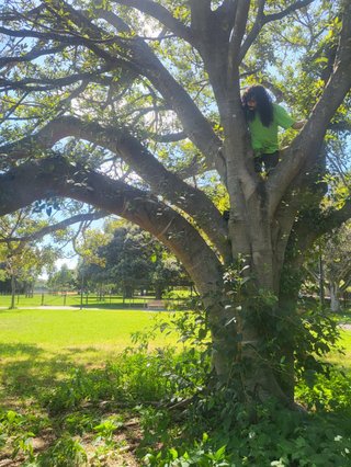 Tommy in a tree