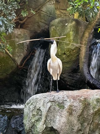 A Spoonbill standing on a rock in front of a waterfall with a stick in its bill