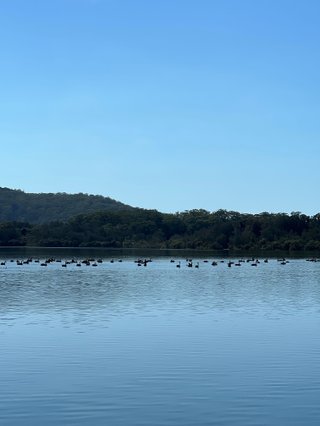 A landscape image of many swans on a lake on a clear blue day