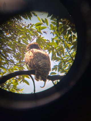 A fish eye photograph of an owl in a tree.