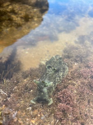 A sea slug sitting on some coral viewed through glass in an aquarium