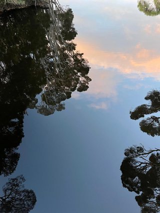 Trees reflect in a body of water in Tommeginne Country, the ancestral lands of Jody, where they can breathe most deeply