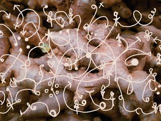 A close up picture of a bunch of ginger roots. Yellow squiggles with arrows, hearts and dots are drawn, overlaid on top of the image