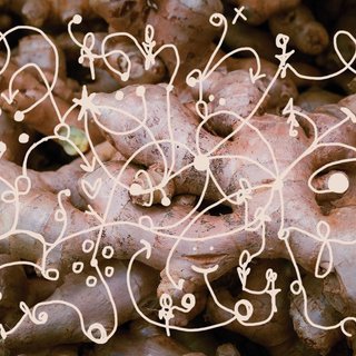 A close up picture of a bunch of ginger roots. Yellow squiggles with arrows, hearts and dots are drawn, overlaid on top of the image