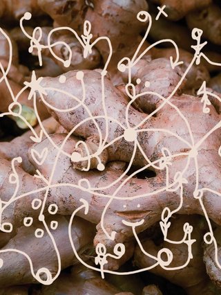 A close up picture of a bunch of ginger roots. Yellow squiggles with arrows, hearts and dots are drawn, overlaid on top of the image