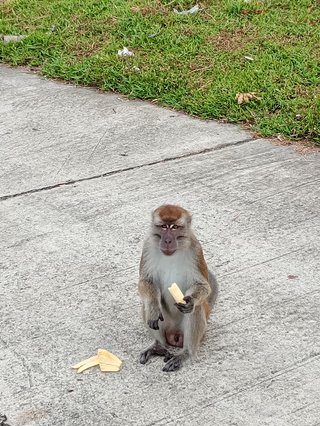 a monkey eating a banana
