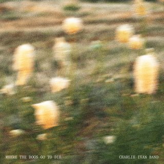 A blurry photograph of yellow flowers on green patches of grass