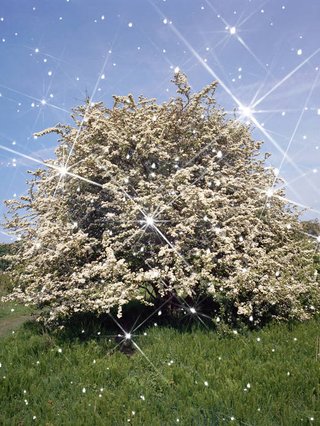 A sparkly tree in a field