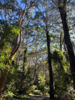 A tree canopy on a sunny day