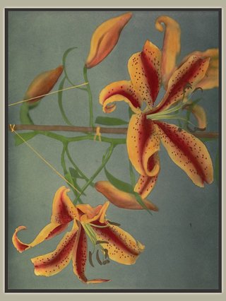 Part of the cover of Xylitol's album Blumenfantasie