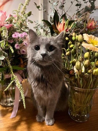 A grey cat sitting on a table facing the camera, surrounded by bouquets of flowers.