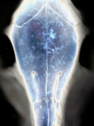 Cover from Pushlock's album Stuck in a Cell