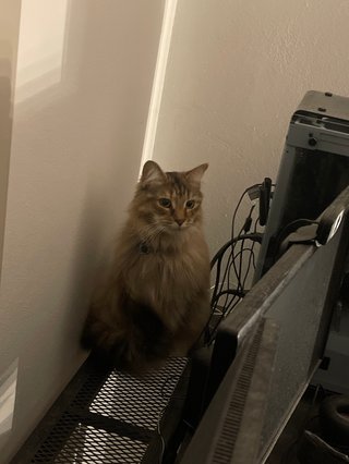 A picture of an adorable cat (named Doja) sitting on a desk.