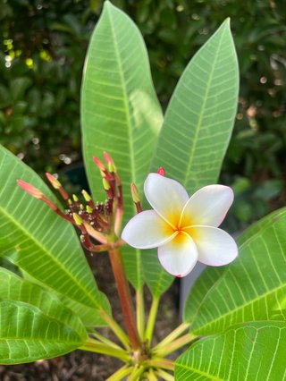 A blooming frangipani flower in the daylight sun