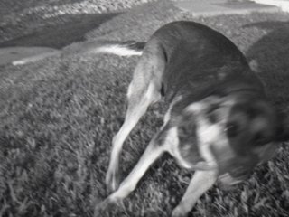 A blurry black and white image of a dog in motion, in a backyard