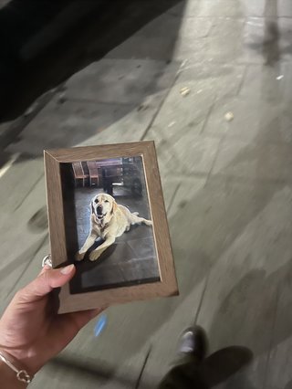 phone photo of wooden frame with a golden retriever dog