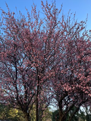 pink cherry blossom tree with blue sky background. you can see some green trees in the bottom