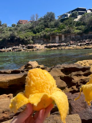 two mangos peeled held up to the front of the camera. there is a rocky beach behind the mangos. you can see trees along the skyline and people swimming in the water