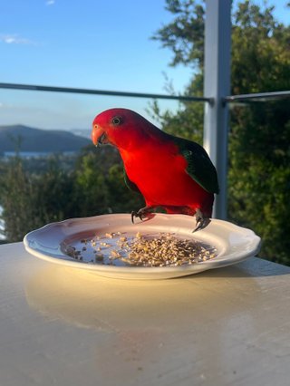 An Australian King Parrot perched on the edge of a plate of seeds on a sunny balcony